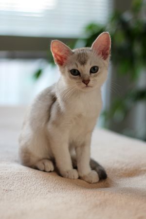 netBertie small